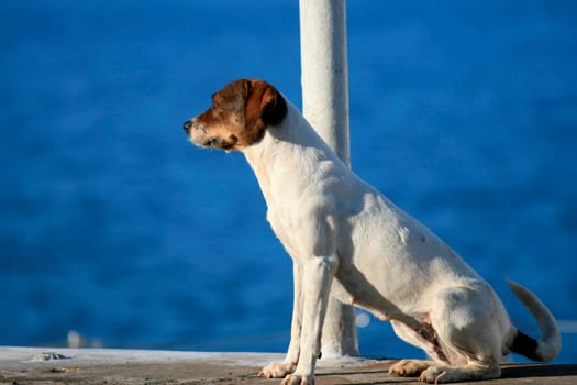 eunapolis, bahia / brazil - august 29, 2009: dogs are seen during their reproductive period on the street in the city of Eunapolis....