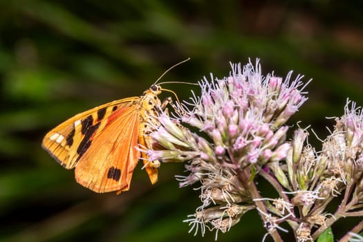 Moth brown bear with outstretched wings on a bright flower while eating nectar