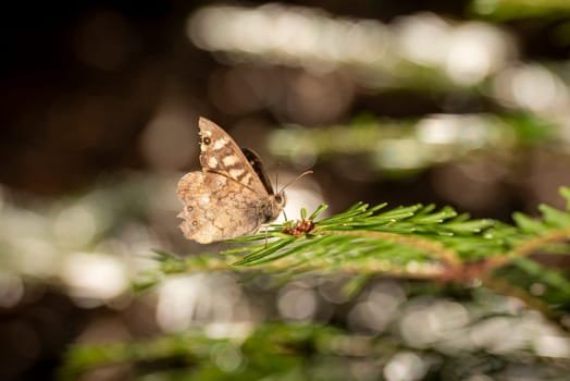 Small brown butterfly sits on a pine branch against a blurred brown background with copy space