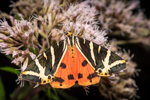 Moth brown bear with outstretched wings on a bright flower while eating nectar
