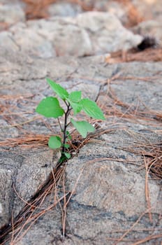 young green sprout sprouting in stone