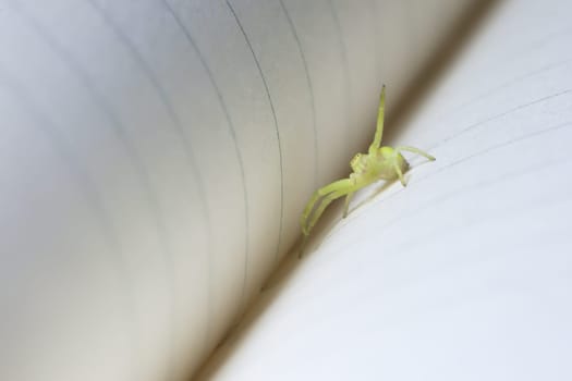 A friendly small green yellow black-footed sac spider waves at the camera from the spine crease of a ruled paper notebook. Super macro image.
