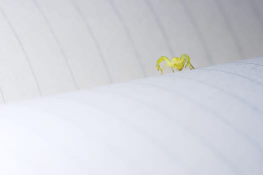 Low angle macro image identifying black footed yellow sac spider as it raises its front two pairs of legs.