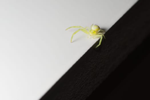 Unusual abstract super macro photo of a black footed yellow sac spider, featuring black and white halves which the spider balances between.