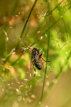 Detail of a fly on a blade of grass against a blurred light green background