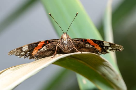 Front view of a butterfly sitting on a reed leaf with outstretched wings
