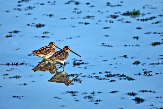 Two Bekassinen Gallinago gallinago in the nature reserve Wagbachniederung
