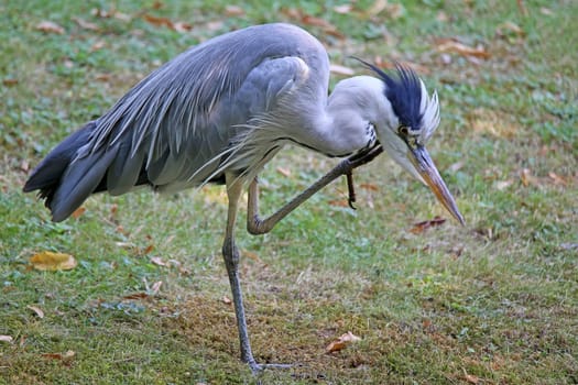 Grey Heron Ardea cinerea scratches itself