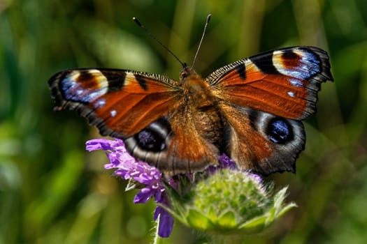 Peacock butterfly