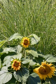 Summer flower background. Close-up of three beautiful just opened sunflower in front of green perennial shrubs plant. Macro photograph.