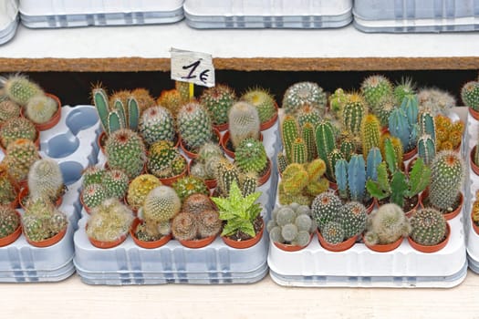 Various cactus plants in small pots