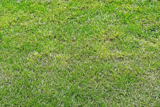 Green grass lawn field texture