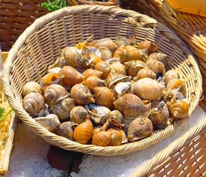 Edible snails in basket at french market