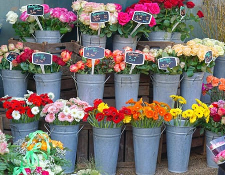 Fresh roses and flowers in pots at florist