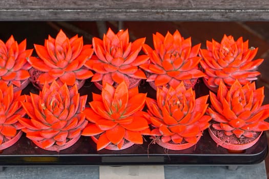 Small cactus plants painted in neon orange colour