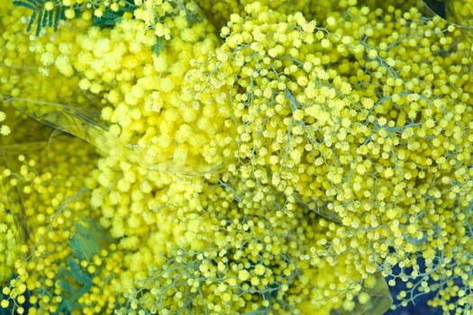 Big bunch of fresh yellow mimosa flowers