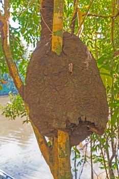 Termite Nest Enveloping a Tree in the Rainforest near Alta Floresta, Brazil