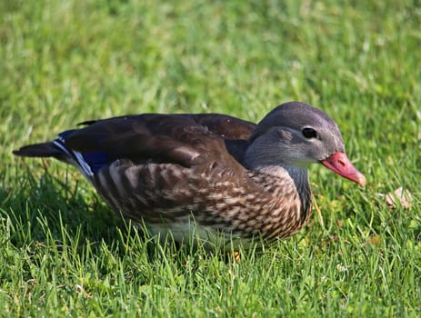 Male mandarin duck Aix galericulata in plain dress