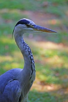 Portrait Grey Heron Ardea cinerea