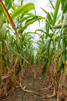 Ripe green corn plants grown in rows in a field with a cloudy sky