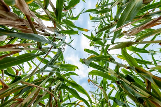 Bottom view of ripe green corn plants in a field with cloudy skies