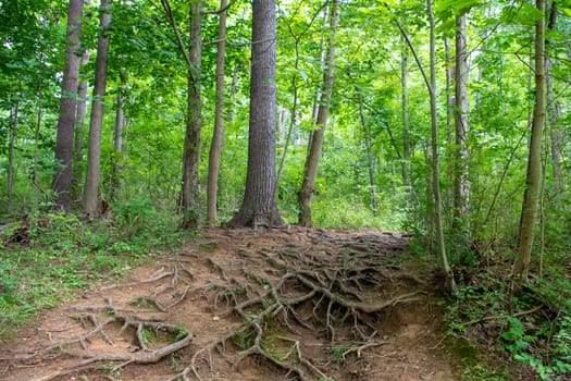 Tree roots line the path through this meditative woodland scene with ethereal green background.