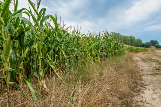 Cornfield at the edge of a farm road with grass and flowers against a cloudy sky