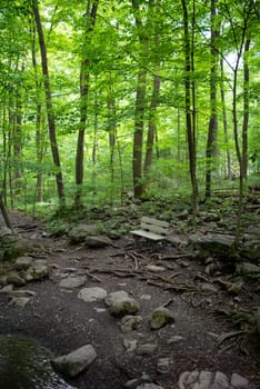 Idyllic nature scene, full frame in natural light with forest textures and tranquil colors and copy space.