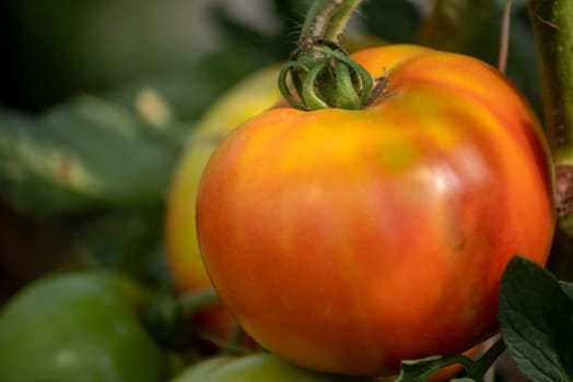Organic greenhouse tomatoes ripen in this full frame image shot in natural light. Green agricultural background.
