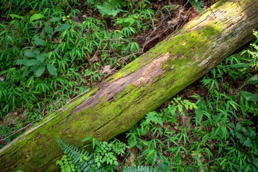 full frame image of a tree trunk covered in soft moss and surrounded by green vegetation on the forest floor. Calming, tranquil image.