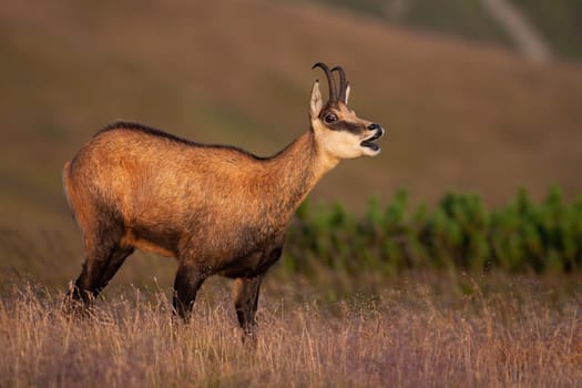 Tatra chamois, rupicapra rupicapra tatrica, bleating on meadow in summer nature. Wild goat with horns calling in moutnains. Alpine animal standing in dry grass.