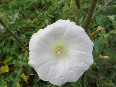 beautiful wet white flower with natural macro detail