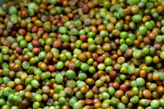 Lower angle selective focus view of Komatsuna japanese green seeds drying for storage. Vibrant and colorful background with plenty of copy space
