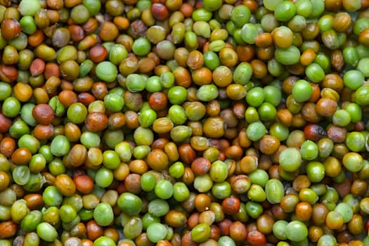 Top down macro view of Komatsuna japanese green seeds drying for storage. A variety of vibrant natural colors suitable for background use.