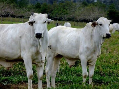itabela, bahia / brazil - october 19, 2010: breeding of Nelore cattle on a farm in the city of itabela, in southern Bahia...