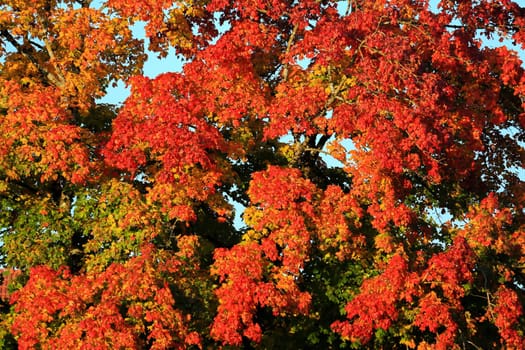 Autumn colors as background against blue sky