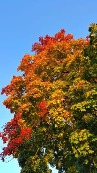 Autumn colors as background against blue sky