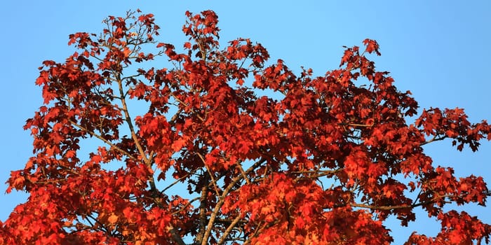 Autumn colors as background against blue sky