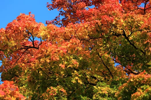 Autumn colors as background against blue sky