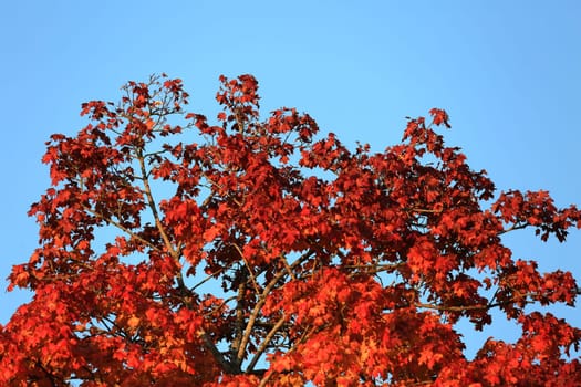 Autumn colors as background against blue sky