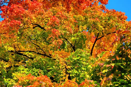 Autumn colors as background against blue sky