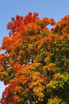 Autumn colors as background against blue sky