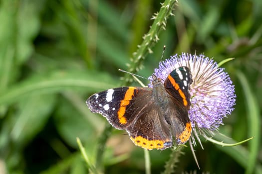 Large butterfly sits on a thistle blossom against a blurred green background