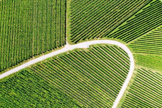 Vineyard from above with paths and roads