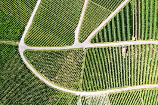 Vineyard from above with paths and roads
