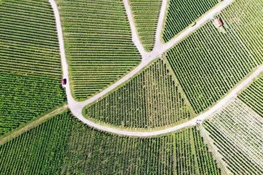 Vineyard from above with paths and roads