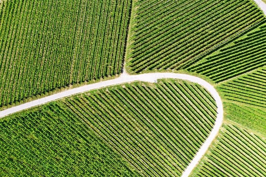 Vineyard from above with paths and roads