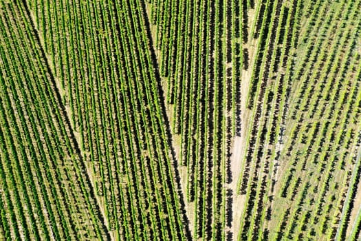 Vineyard from above with paths and roads