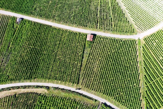 Vineyard from above with paths and roads