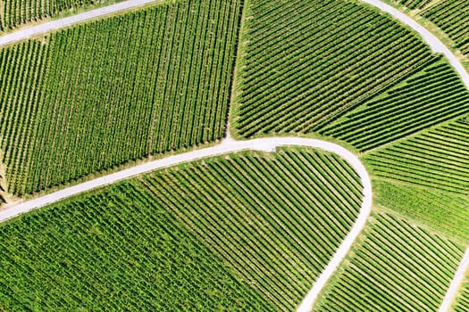 Vineyard from above with paths and roads